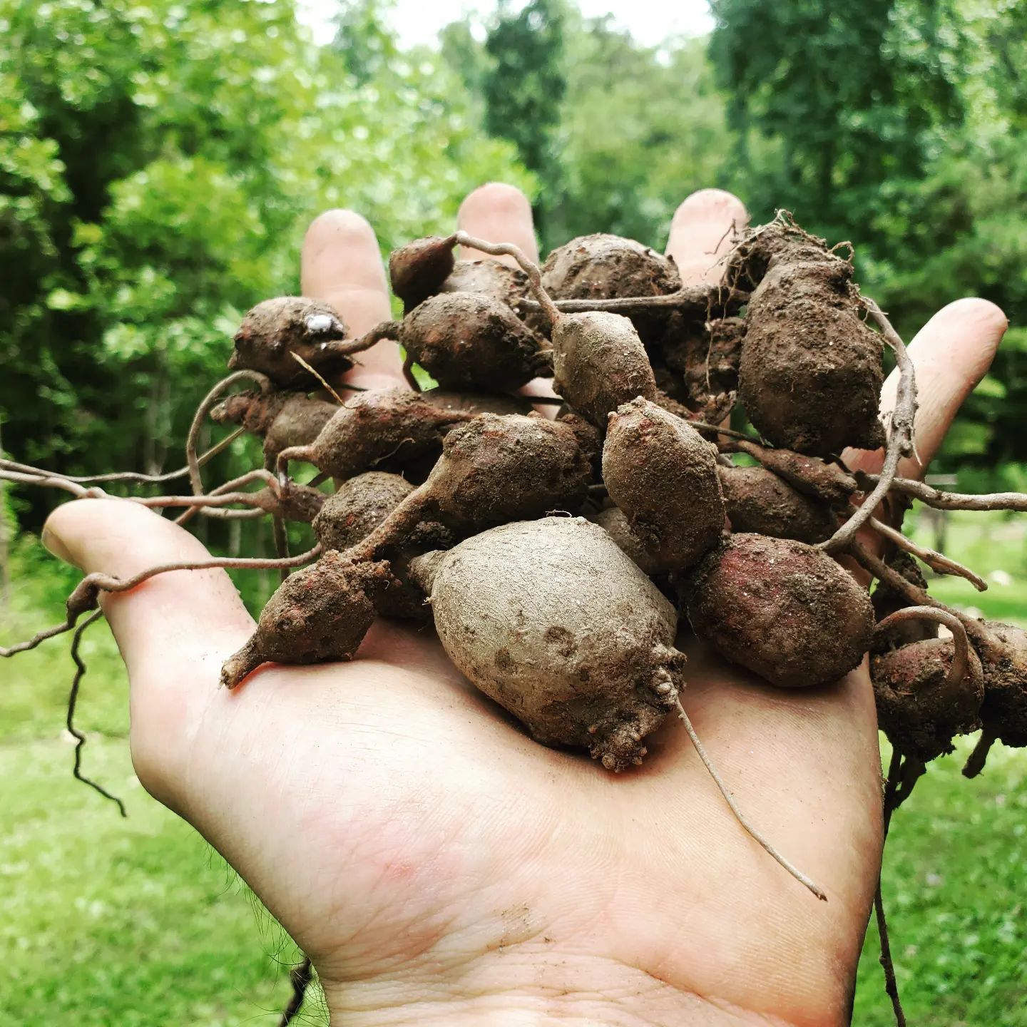 American Groundnut Tubers - Ever Wilder Farm